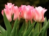tulips17